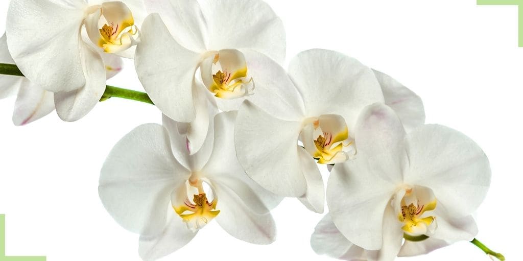 orchidée-blanche