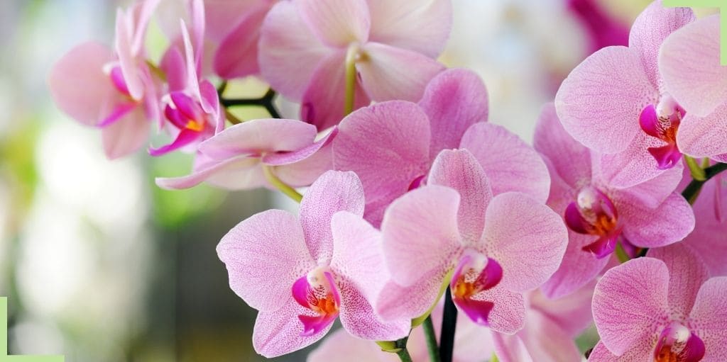 orchidée-rose