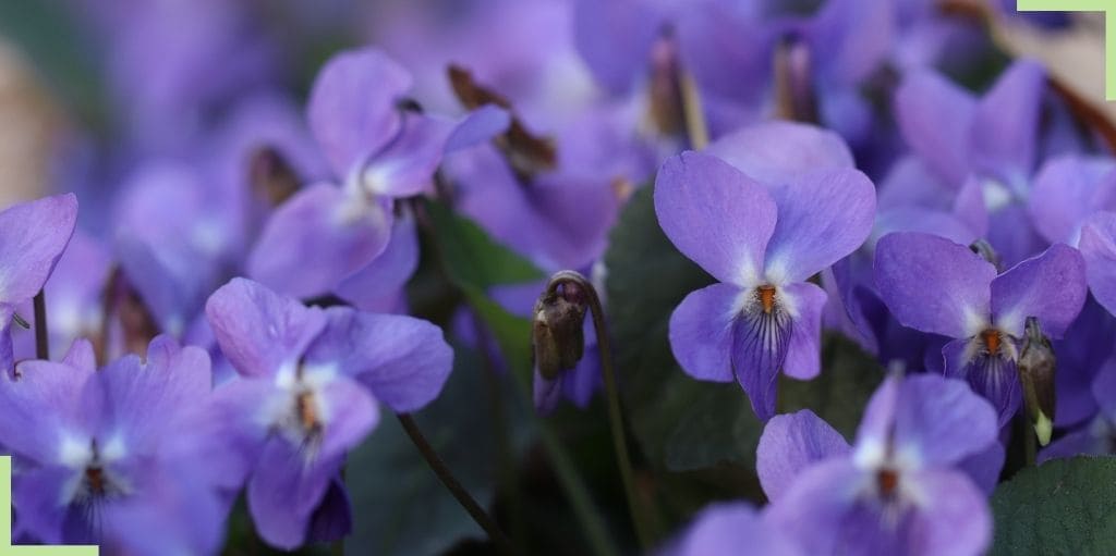 orchidée-violette