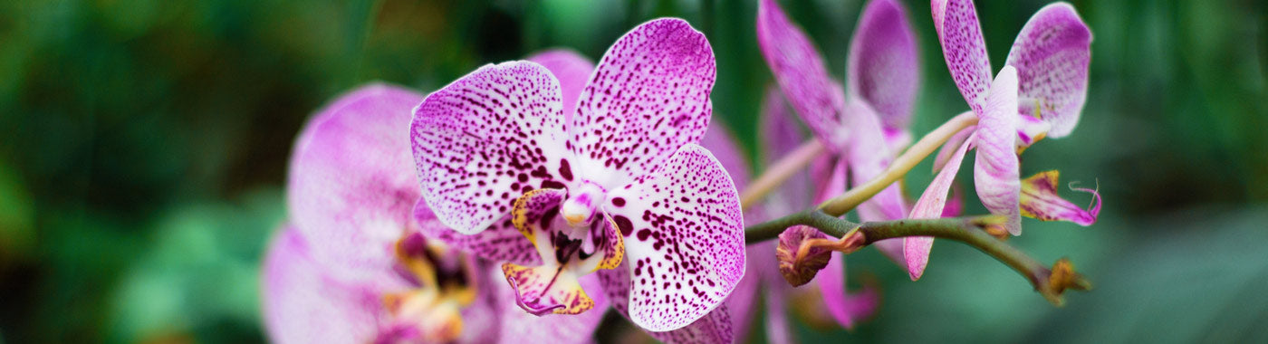 Orchidée Artificielle  Ma Plante Artificielle