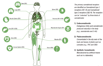 CB1 & CB2 Receptors