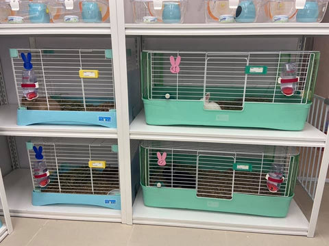 Little Pet Pet  I love Rabbit（旺角店）兔天竺鼠龍貓倉鼠寵物酒店相片