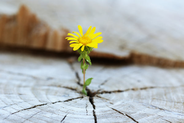 image of flower growing out of a stump