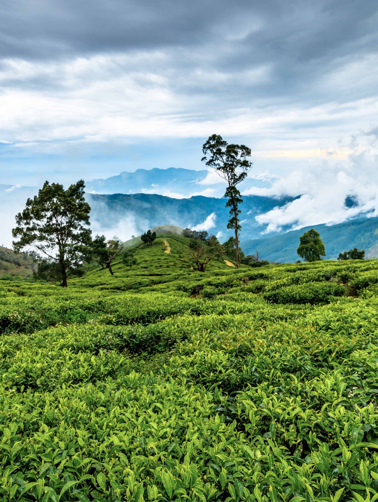 Royal Ceylon Breakfast