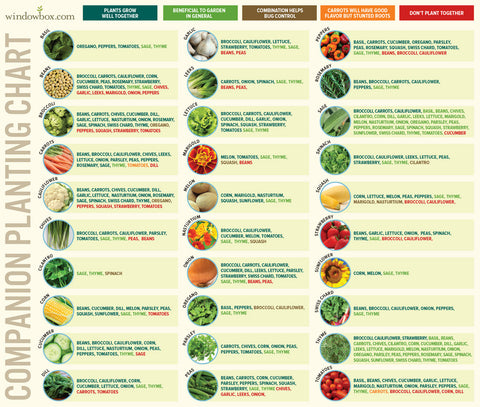 Image of Rhubarb and Beans companion planting chart