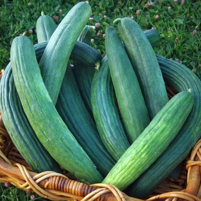 Cucumber Slicing Armenian Dark Green - 25 Non-GMO, Heirloom Seeds