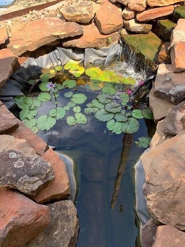 Our pond with falls.