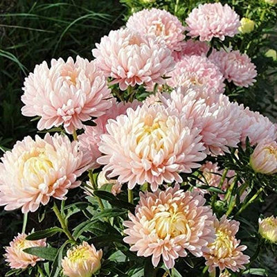 Aster 'King Size Apricot' – Olive Seed Company