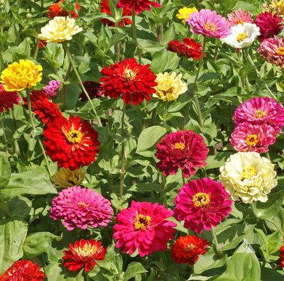 Flower Zinnia Mixed Colors Blushing Bride 200 Non-GMO, Heirloom Seeds