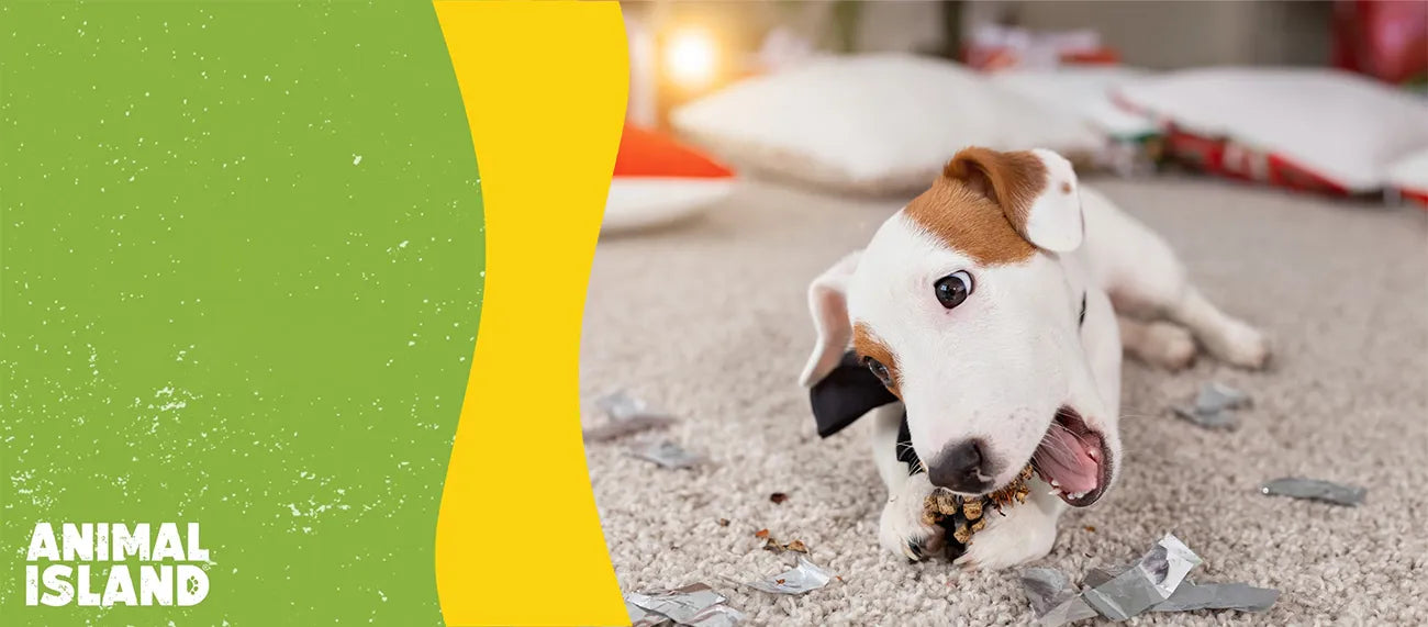 How to stop your dog from eating garbage