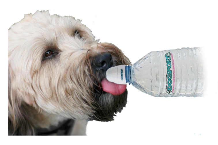 Can Dogs Drink Bottled Water?