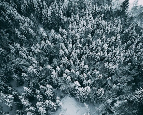 snowy trees lake tahoe winter