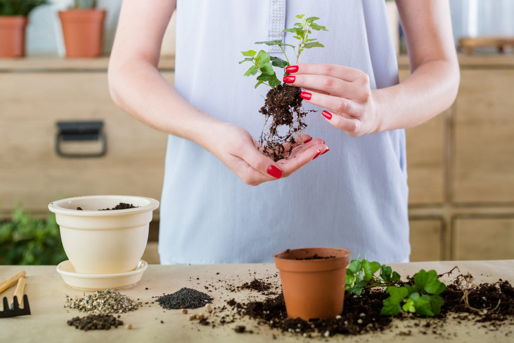 Eco-friendly plant pots: Everything you need to know about biodegradable plant  pots - e-Pots