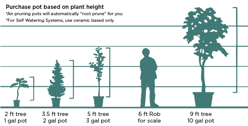 How to Grow Fruit Indoors – Urban Leaf