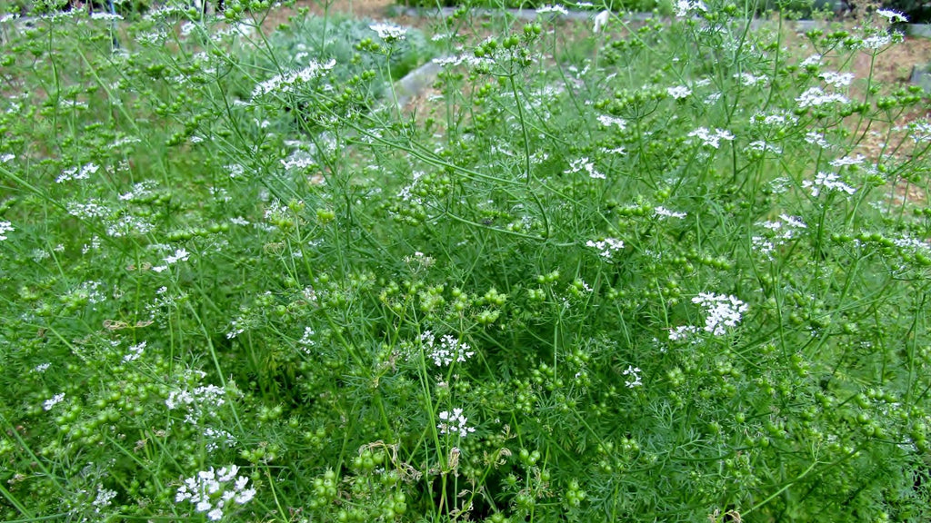 why does cilantro bolt and how to avoid it