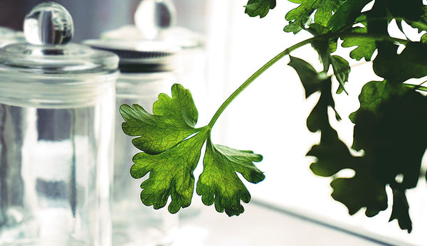 cilantro windowsill 