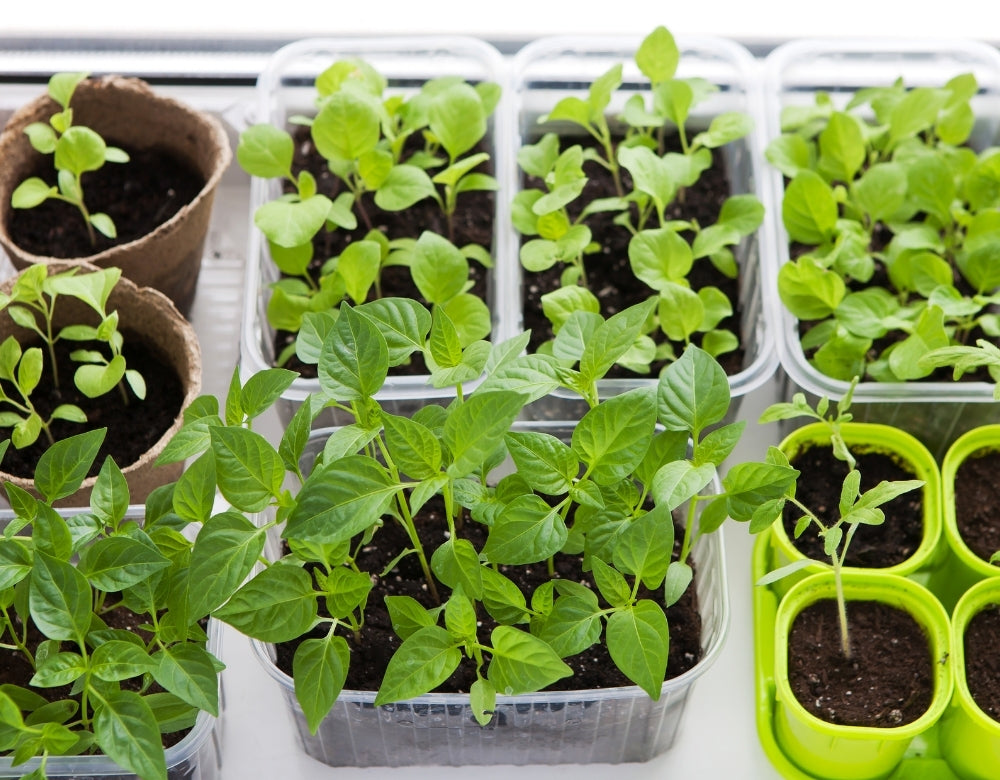 Indoor vegetable garden