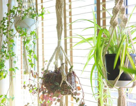 Indoor Hanging Planters