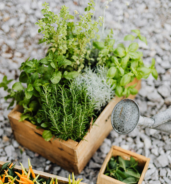 Care for mixed herbs