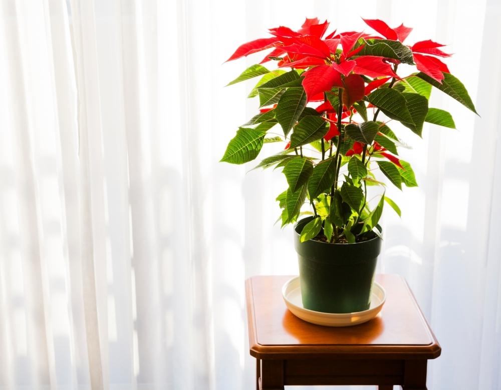 how to care for your christmas plants