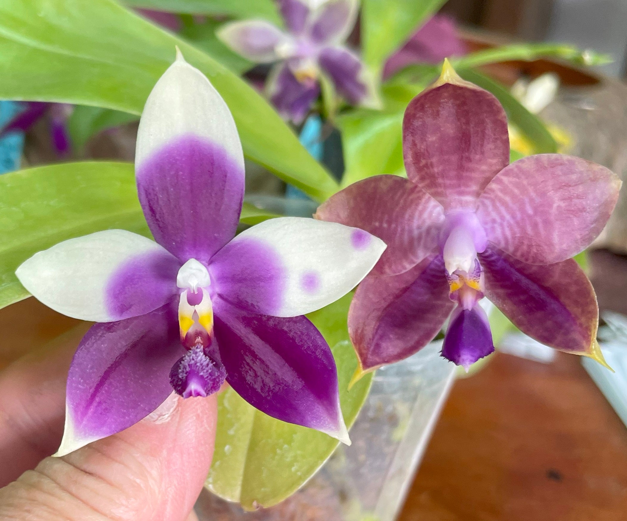 Orchid Flask Phal (Mainshow Sapphire X Jennifer Palermo) QA-156