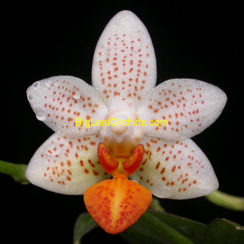 Phalaenopsis Mini Mark - Spiking – Big Leaf Orchids