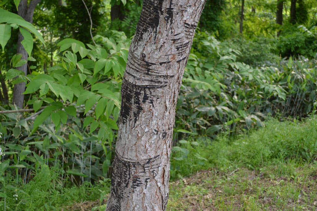 lacquer tree (Toxicodendron vernicifluum)
