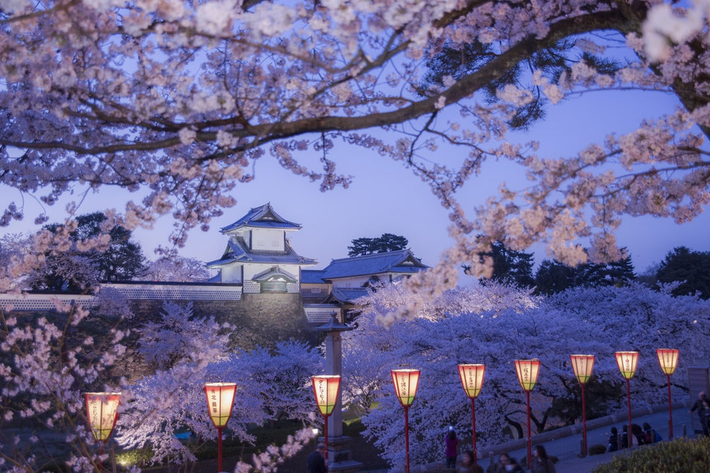 Kanazawa castle and cherry blossoms lit up