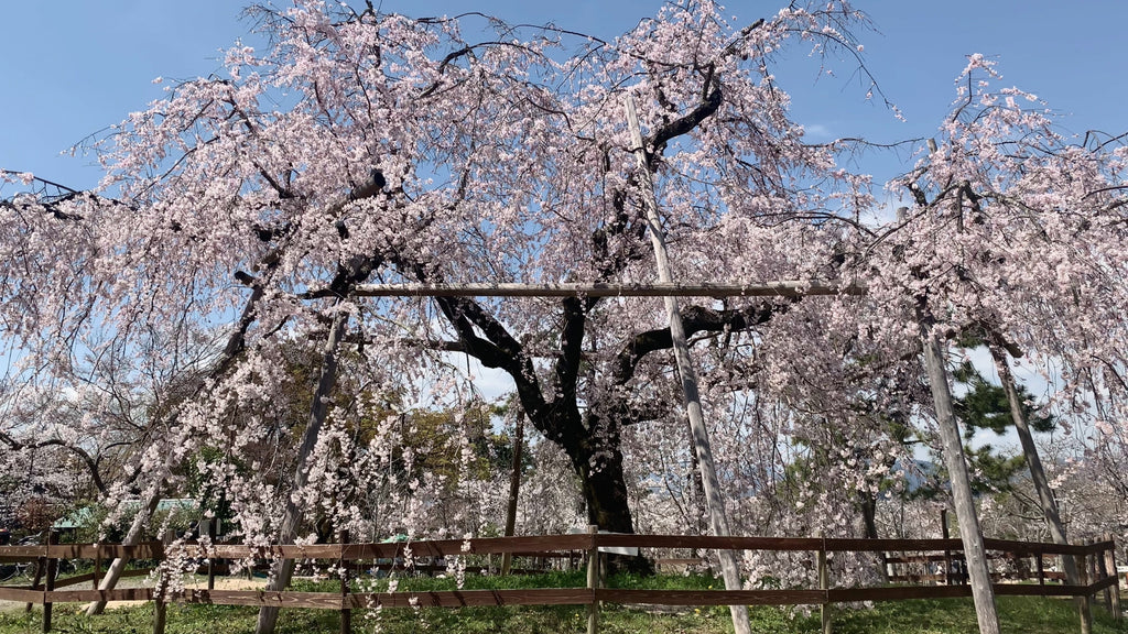 shidare cherry blossom in Maruyama park in Kyoto Japan