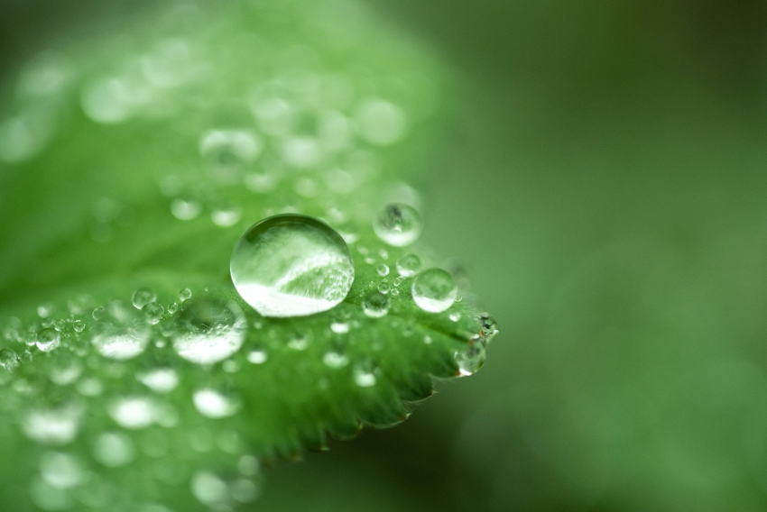 A drop of water on the green leaf 