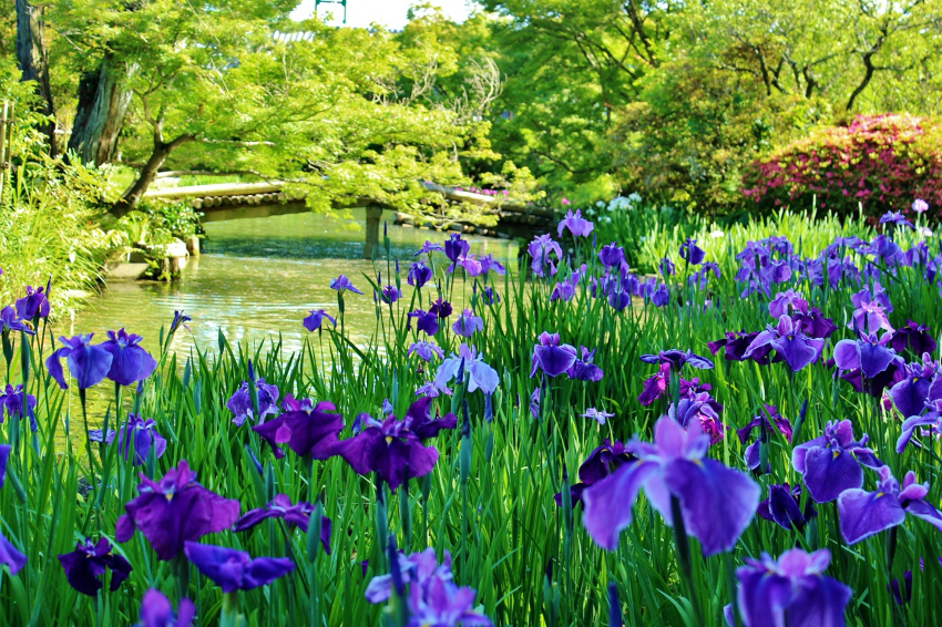 京都の庭園に咲く花菖蒲