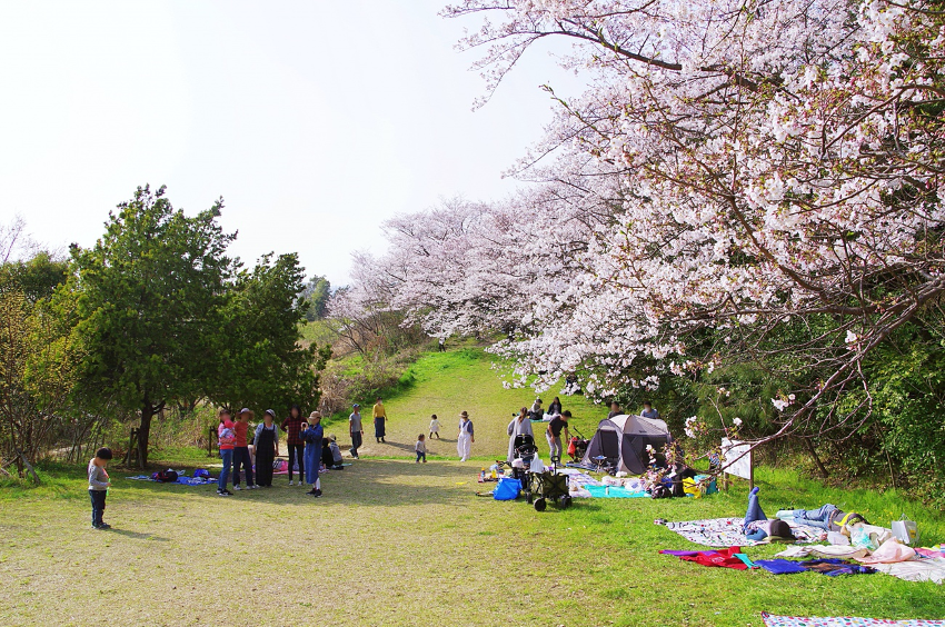 families and friends get together under cherry blossom for picnic.
