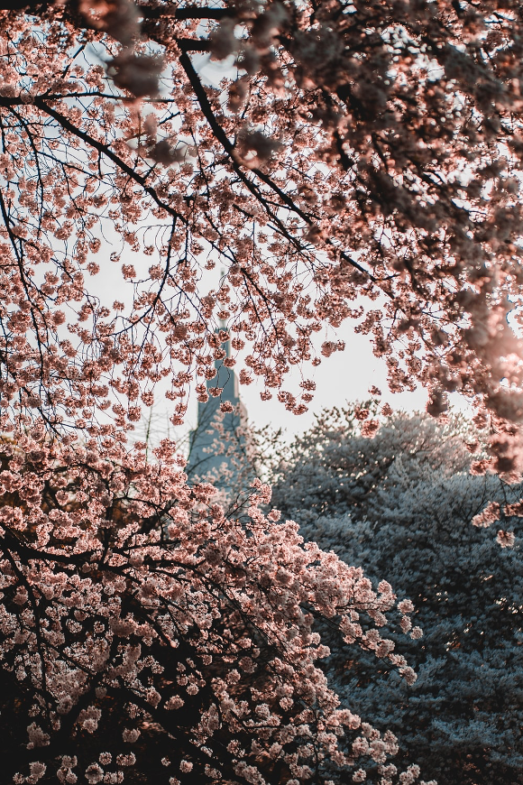 cherry blossom among high rises in Shinjuku, Tokyo Japan