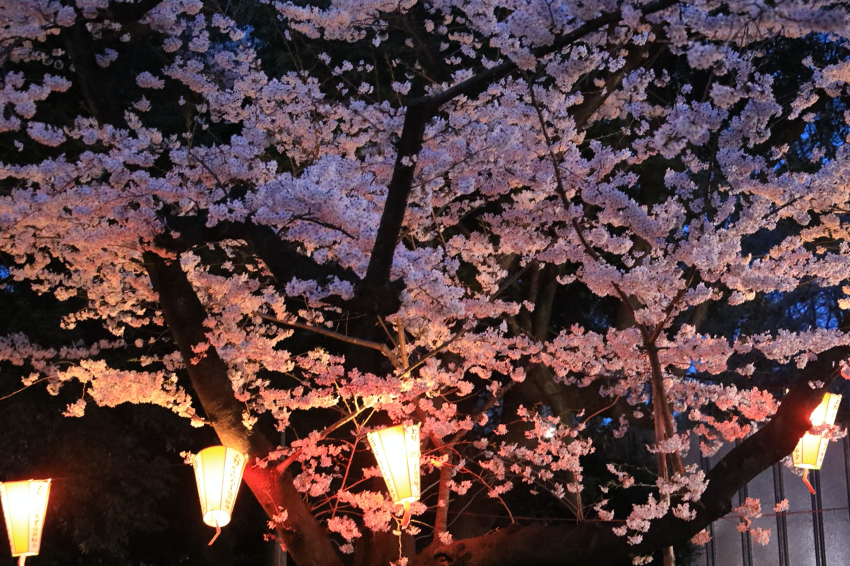 cherry blossoms lit up in Ueno park in Tokyo Japan