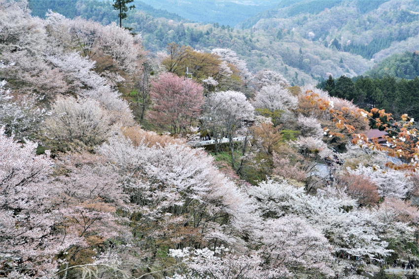 thousands of cherry blossoms over Yoshino Park in Nara Japan