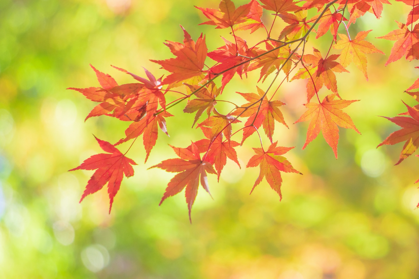 maple leaves turning red