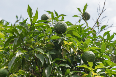 Sudachi in Kamiyama area of Tokushima Prefecture