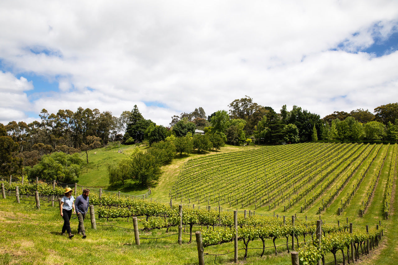 Gentle Folk Vineyard