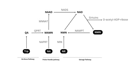 NAD+ synthesis pathways