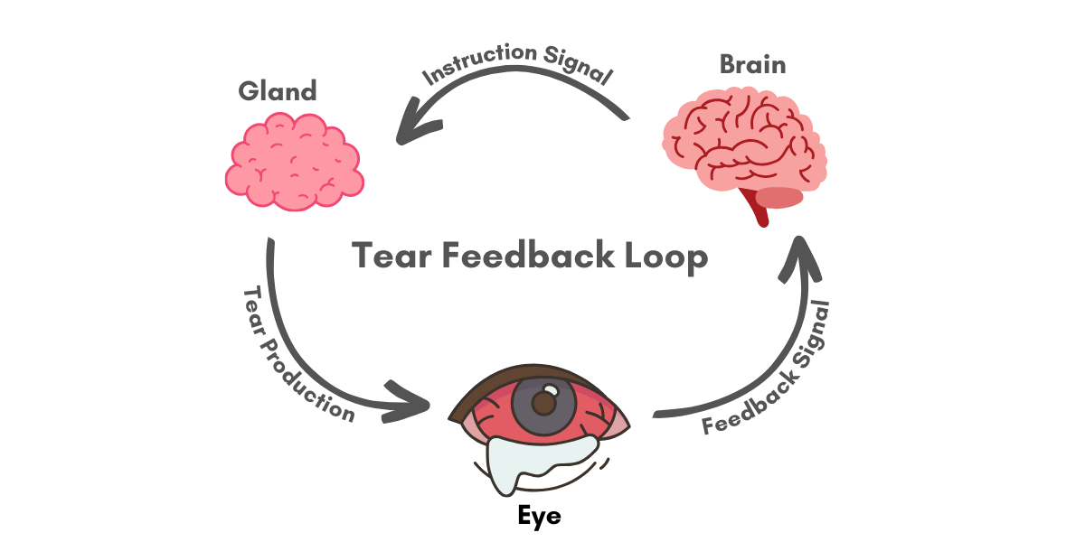 tears: feedback loop