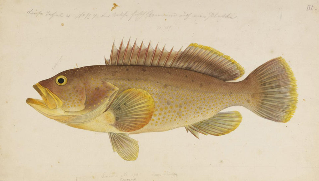 Epinephelus_awoara