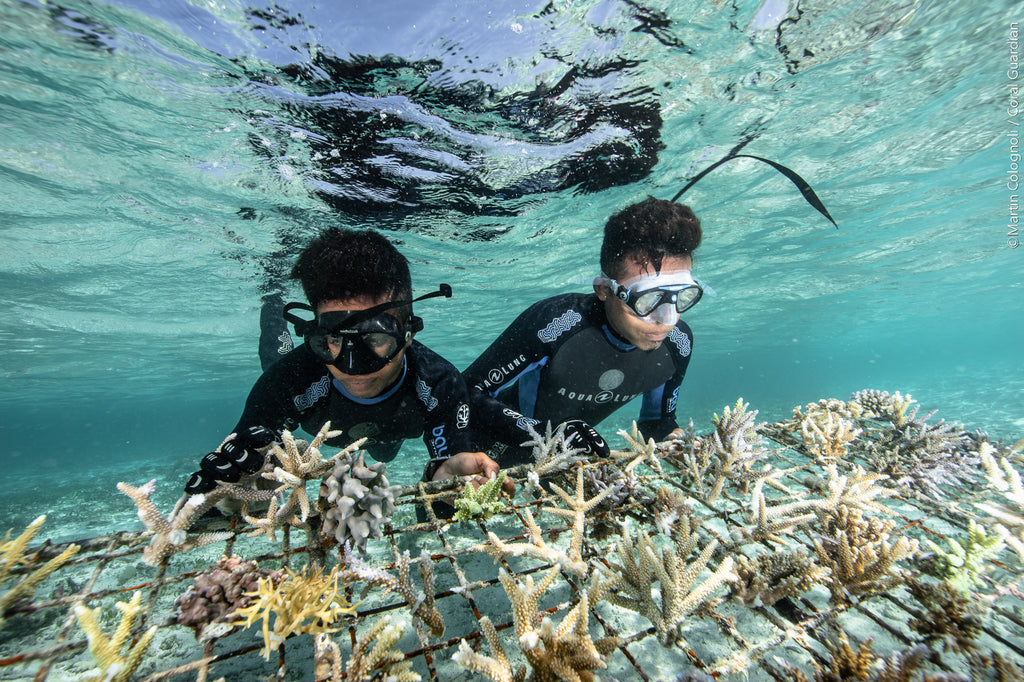 Pose de greffons de corail