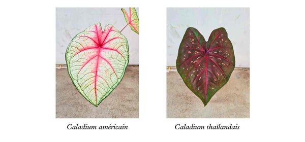 Caladium américain vs thaïlandais