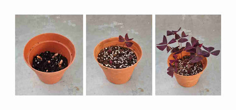Cultiver les oxalis en pot - Promesse de Fleurs