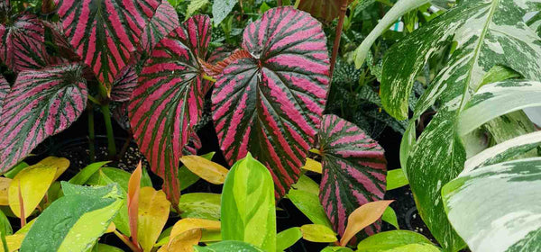 Plantes aux feuillages colorés pour Automne Tropical