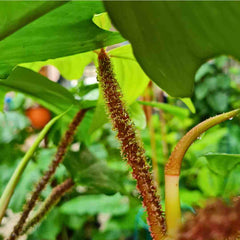 tige rouge cuivré du Philodendron squamiferum