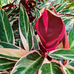 feuilles pourpre du Stromanthe sanguinea Triostar