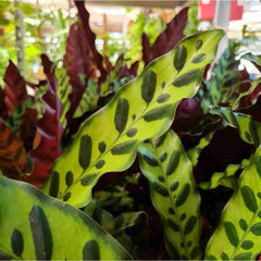 calathea insignis lancifolia