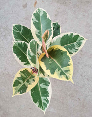 Ficus elastica 'Belize'