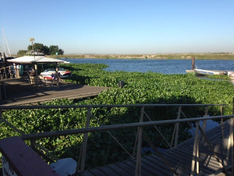 California Delta Hyacinth Marina Infestation